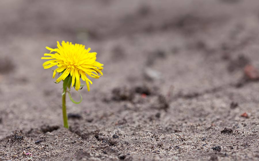 dicas para ser resiliente