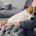 terapia com animais